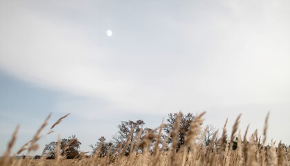 Obraz premium 秋の風景