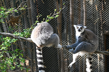 Fototapeta premium A pair of cute ring-tailed lemurs with striking striped tails resting on a thick rope in a zoo enclosure on a sunny day. One lemur faces the camera with curious eyes, while the other faces away