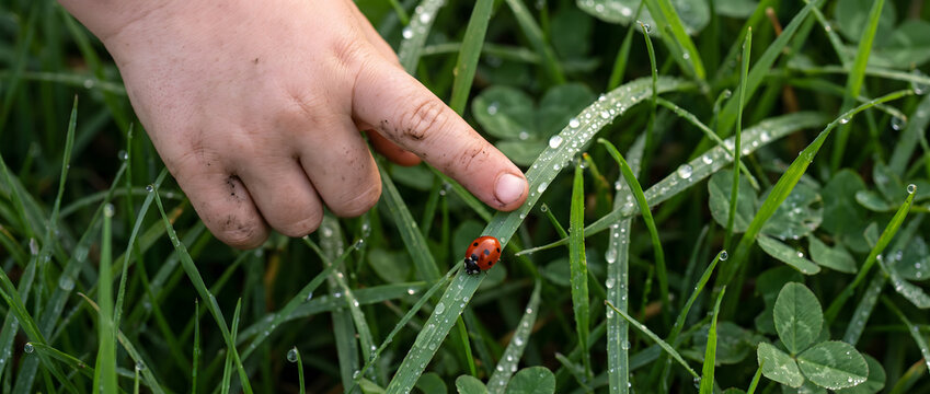 A child's dirty hand points at a red ladybug resting on a dewy grass blade in a natural outdoor setting.