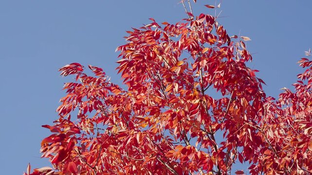 Autumn park scenery. Autumn leaves. Nature in fall season. Autumnal leaf. Seasonal leaves on tree. Natural autumn leaves. Autumn nature in the park. Fall season nature. Fall leaves of tree outdoor