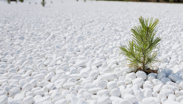 small young pine tree growing among white decorative pebbles in a garden