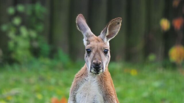 A red kangaroo moves in various directions against a blurred background.