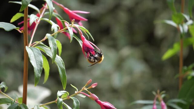A_BEE_GATHERS_7_4K_60FPS_H264