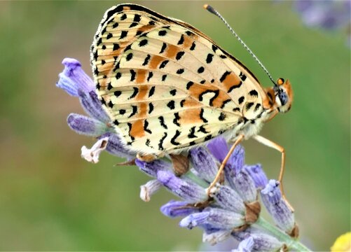 Colorful butterfly and lavender purple flower in the meadow, close macro details, insect and bugs background