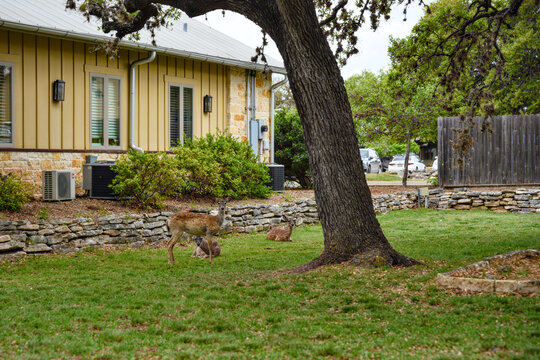 White-tailed deer family in a Kerrville residential yard