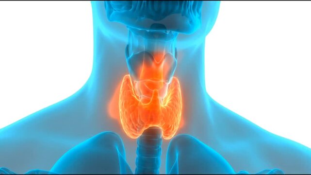 3D medical illustration of the human thyroid gland highlighted in orange on a blue anatomical body model showing the endocrine system