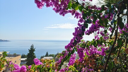 There are various trees growing and buildings stands on the seashore. Nearby, there are pines and beautiful flowers blooming. There are small waves and glares of sunlight on the water. Sunny autumn © Balser