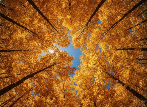 Low angle view of tall trees with golden autumn leaves reaching toward a clear blue sky in a dense forest during fall season, concept of seasonal transition and natural growth