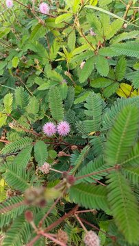 A sensitive plant flower is blooming on a bright morning