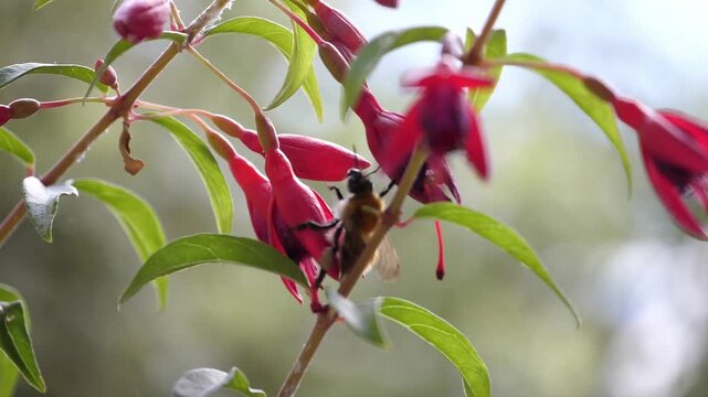 A_BEE_GATHERS_3_4K_60FPS_H264