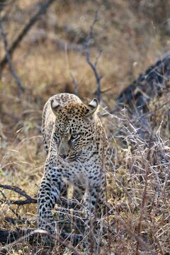 African Leopard female walks through long grass in Kruger national park