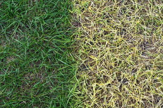 Green and yellow grass texture background showing transition from healthy to dead lawn
