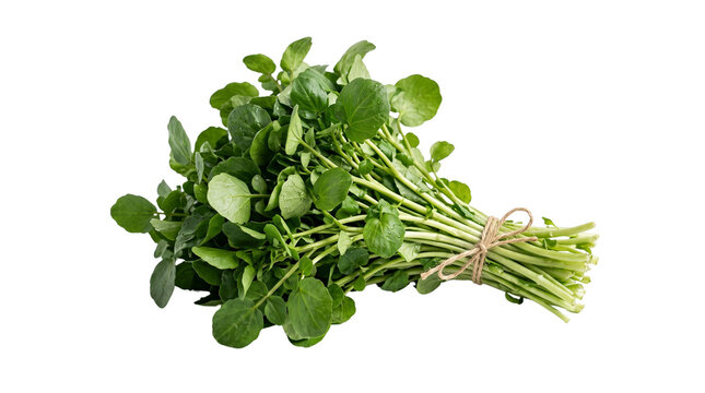 Fresh green watercress bunch tied with rustic twine isolated on a clean white studio background