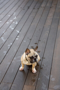 Domestic dog of bulldog breed with wet paws