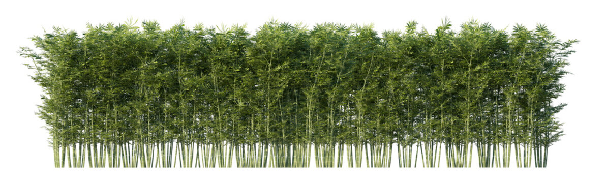 bamboo hedge wall frontal view (bamboo screen, bamboo fence, living bamboo wall) isolated png on a transparent background premium nature cutout