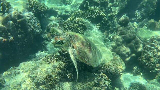 R&auml;umliches Videos von gr&uuml;ner Meeresschildkr&ouml;te (Chelonia mydas) auf Ko Tao (Thailand)