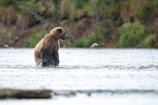 Alaskan brown bear chasing salmon in Brooks River at sunrise
