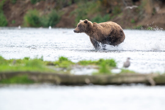 Alaskan brown bear chasing salmon in Brooks River at sunrise