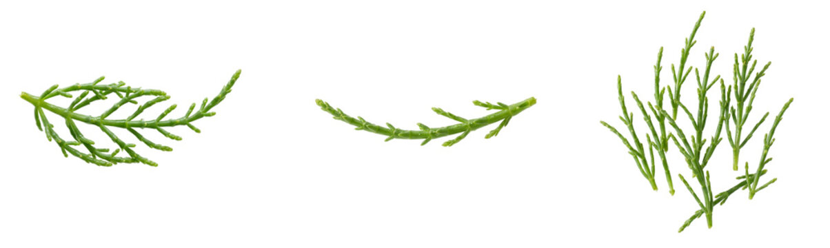 Glasswort Sea Asparagus Salicornia Samphire Plant Fresh Edible Green Marsh Succulent Vegetable Set Collection Isolated