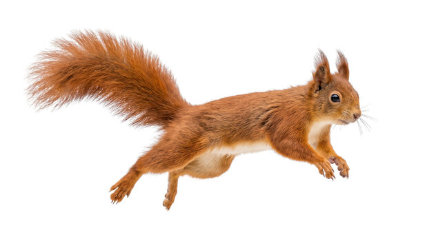 Vibrant red squirrel leaping through the air with a bushy tail isolated on white background