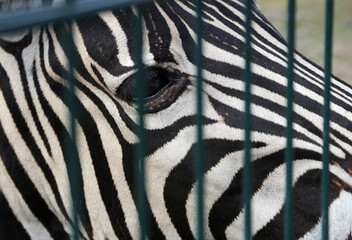 Obraz premium A zebra at the zoo. A close-up portrait of a zebra in an enclosure behind a fence.