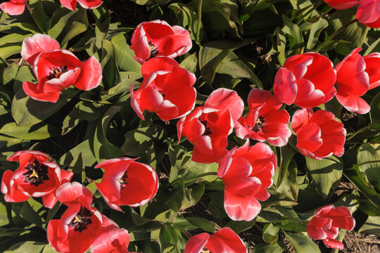 Top view of vibrant red and white tulips blooming in field