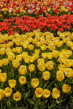 Beautiful colorful rows of blooming tulip field in Holland