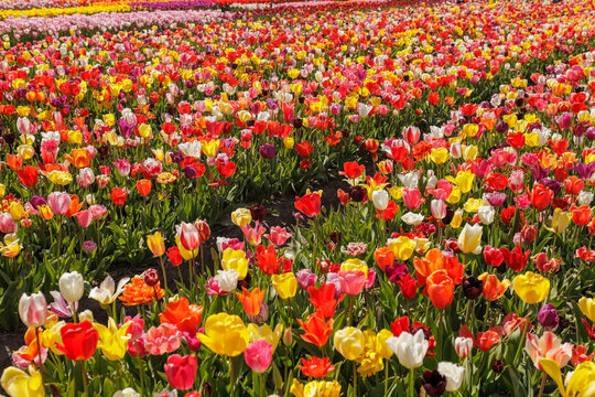 Beautiful colorful rows of blooming tulip field in Holland