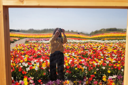 Mirror reflection of a woman in a Netherlands tulip field