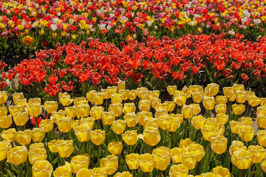 Beautiful colorful rows of blooming tulip field in Holland