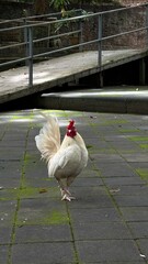 rooster on the farm © Kanyanat