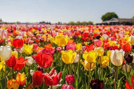 Beautiful colorful blooming tulip field in the Netherlands