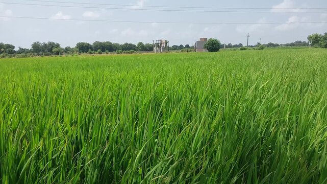Lush Green Agricultural Crop Field Under Blue Sky in Rural Indian Countryside.