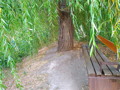 A brown metal-wood bench, surrounded by the ground-growing, green leafy vines of a sad willow (Salix alba 'Tristis') and the tree trunk. The ground is dusty, gray, with few plant remnants.