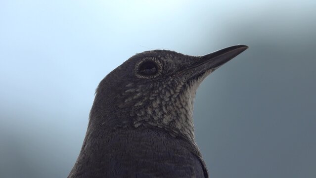 Himalayan whistling thrush Myophonus caeruleus