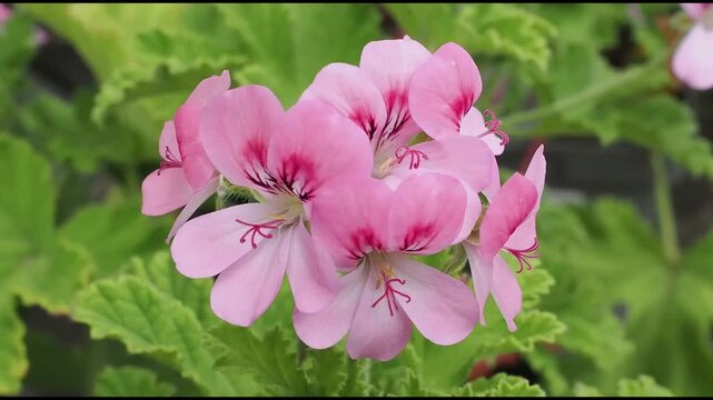 Pelargonium 'Sweet Mimosa' a summer flowering plant with a pink summertime flower commonly known as geranium, garden and gardening stock video footage clip 