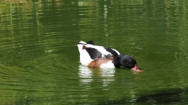 Female common shelduck (Tadorna tadorna) bird with dark green head, chestnut breast band, and red bill swimming on calm green water, ducks stock video footage clip
