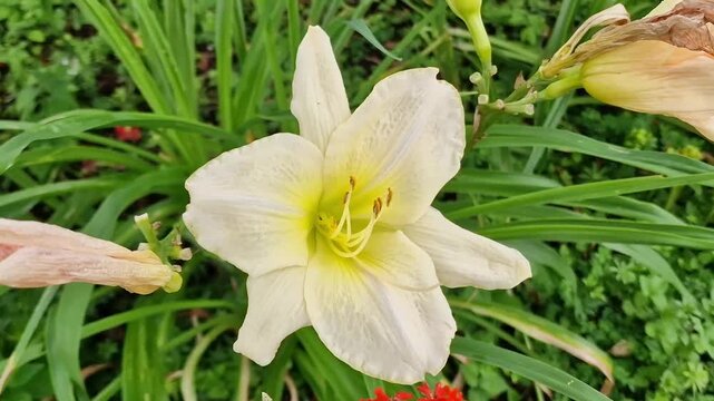 Hemerocallis, 'Snowy Apparition' a spring summer flowering plant with a white springtime flower commonly known as daylily, gardening stock video footage clip