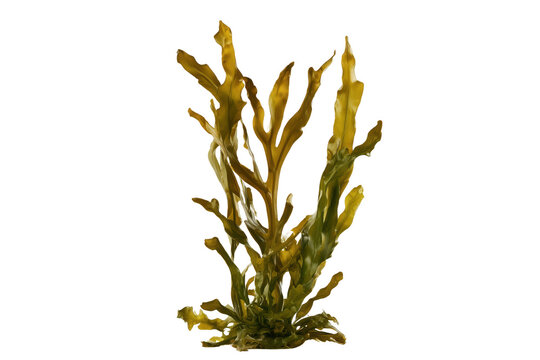Realistic whole brown kelp seaweed plant arranged on transparent background for nature and food photography