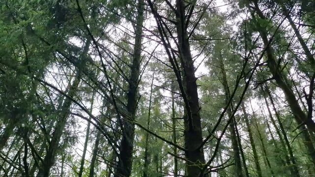 Low-angle view looking up at pine trees and dense forest canopy against an overcast sky in a lush woodland,  slow motion 4k nature stock video footage clip