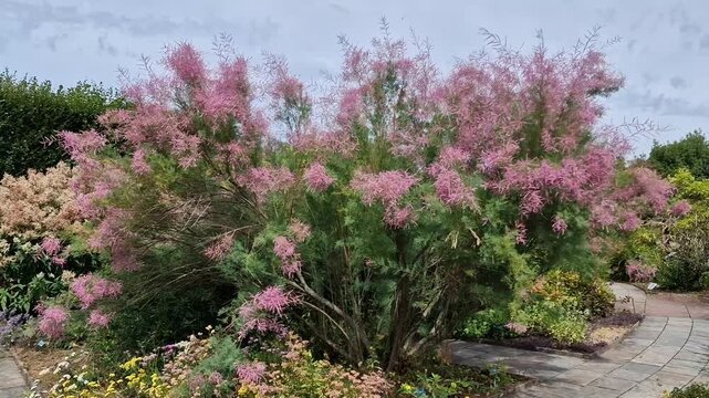 Tamarix ramosissima 'Pink Cascade' a summer autumn fall flowering deciduous shrub plant with a small pink summertime flowers also known as tamarisk, gardening stock video footage clip