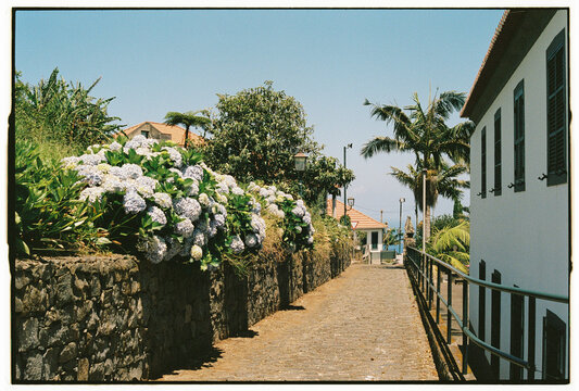 Hydrangea Blooms Lining Cobblestone Village Path in Madeira