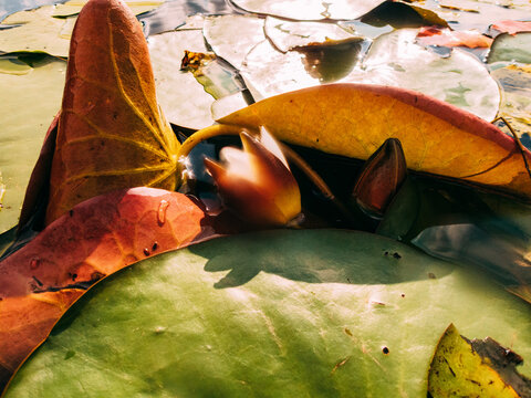 Water lily growing among leaves in sunlight