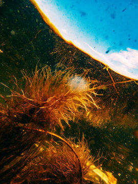 Underwater view of plants and water surface in a natural setting