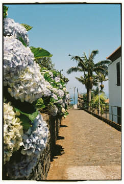 Hydrangea Blooms Spilling Over Stone Wall on Village Path in Madeira