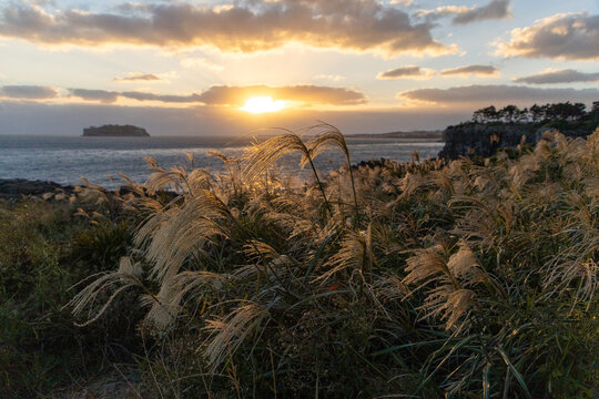 Silver Grass at Sunset