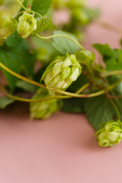 Natural green hops arranged as border on pink background