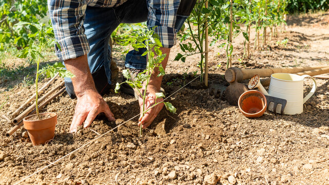 Close-up of farmer's hands planting tomato seedling in soil in organic field. Garden work in spring. Traditional agriculture.