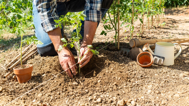 Close-up of farmer's hands planting tomato seedling in soil in organic field. Garden work in spring. Traditional agriculture.