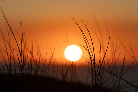 Sunset through grass
